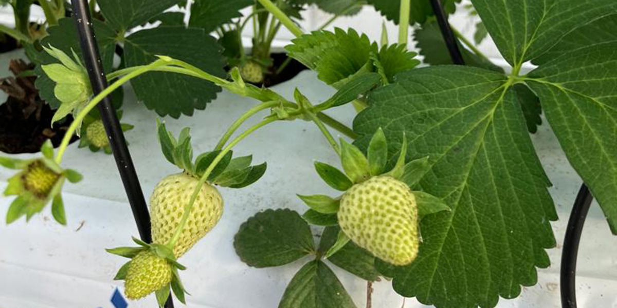 Fragole fuori suolo, al via la sperimentazione in Romagna